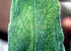  Leaf -Adaxial view
